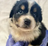 Black Tri #10, a female Australian Shepherd for sale in Colton, CA – 2 of 7