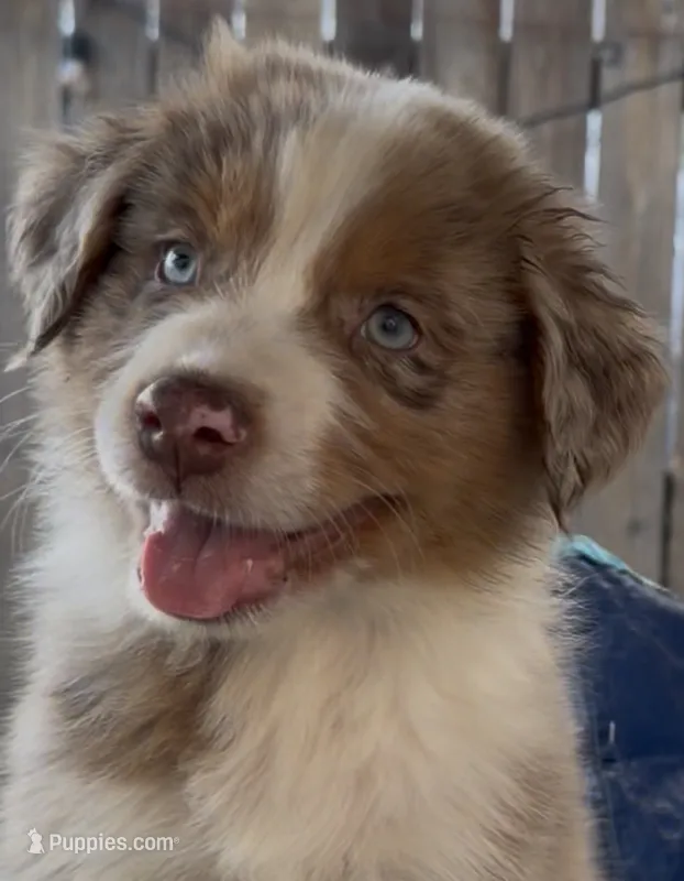 Red Merle #7 – Australian Shepherd puppy on hold in Colton, CA