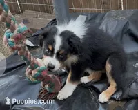  PUREBRED AUSTRALIAN SHEPHERD - Daisy, a female Australian Shepherd for sale in Colton, CA – 3 of 10