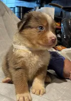Red Merle #9, a male Australian Shepherd for sale in Colton, CA – 3 of 9