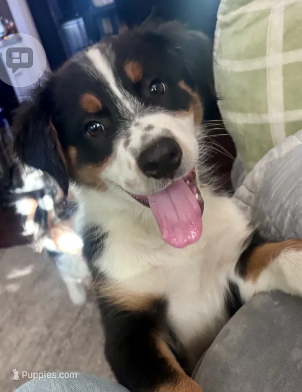 Chip - PUREBRED AUSTRALIAN SHEPHERD – Australian Shepherd puppy for sale in Colton, CA