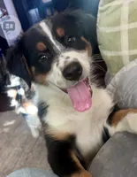 Chip - Negotiable, a male Australian Shepherd for sale in Colton, CA – 1 of 10