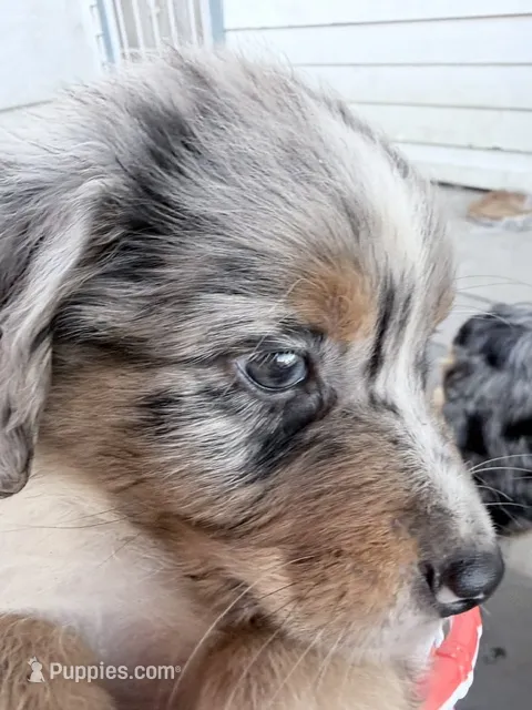 Blue Merle #1 – Australian Shepherd puppy on hold in Colton, CA