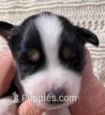 Black Tri #10 – Australian Shepherd puppy for sale in Colton, CA