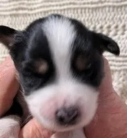 Black Tri #10, a female Australian Shepherd for sale in Colton, CA – 1 of 3