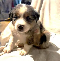 Blue Merle #8, a female Australian Shepherd for sale in Colton, CA – 7 of 10