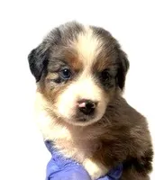 Blue Merle #8, a female Australian Shepherd for sale in Colton, CA – 6 of 10