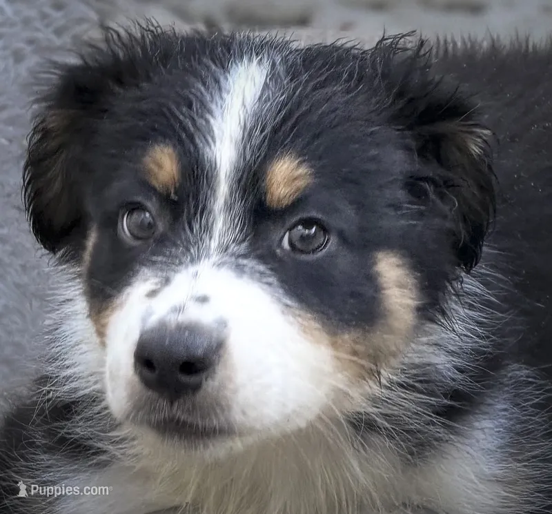 Special Labor Day Price -Chip – Australian Shepherd puppy for sale in Colton, CA