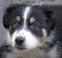 Special Labor Day Price -Chip, a male Australian Shepherd for sale in Colton, CA – 1 of 9