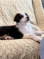 Black Tri, a female Australian Shepherd for sale in Colton, CA – Photo 2 of 3