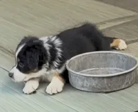 Chip - Black Tri #4, a male Australian Shepherd for sale in Colton, CA – 1 of 10