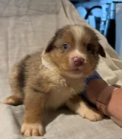 Red Merle #9, a male Australian Shepherd for sale in Colton, CA – 9 of 9