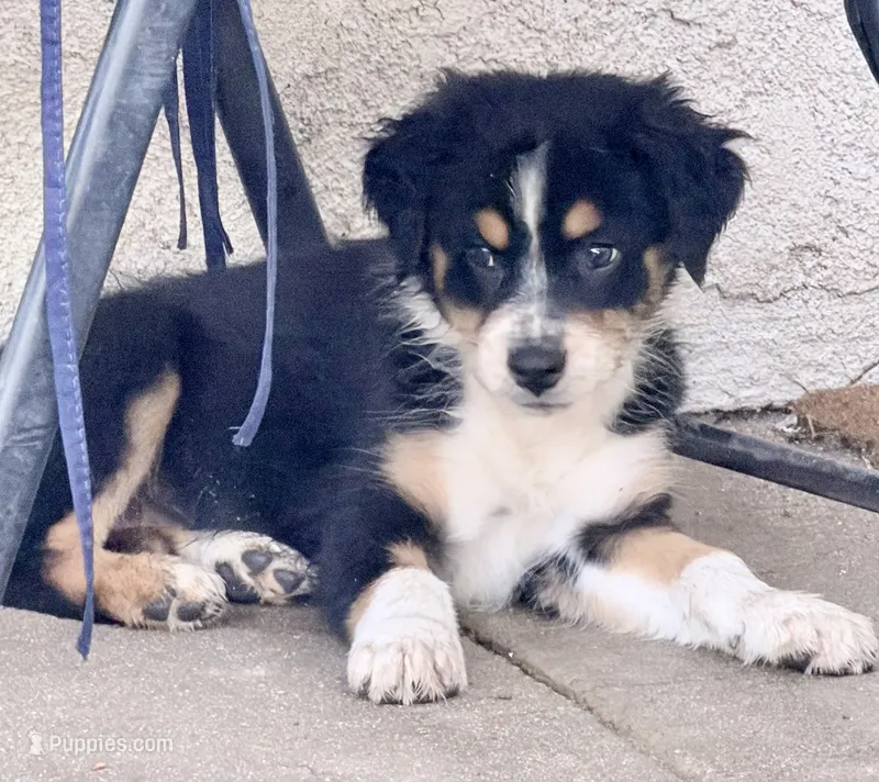 Ember  – Australian Shepherd puppy for sale in Colton, CA