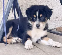Ember , a female Australian Shepherd for sale in Colton, CA – 1 of 10