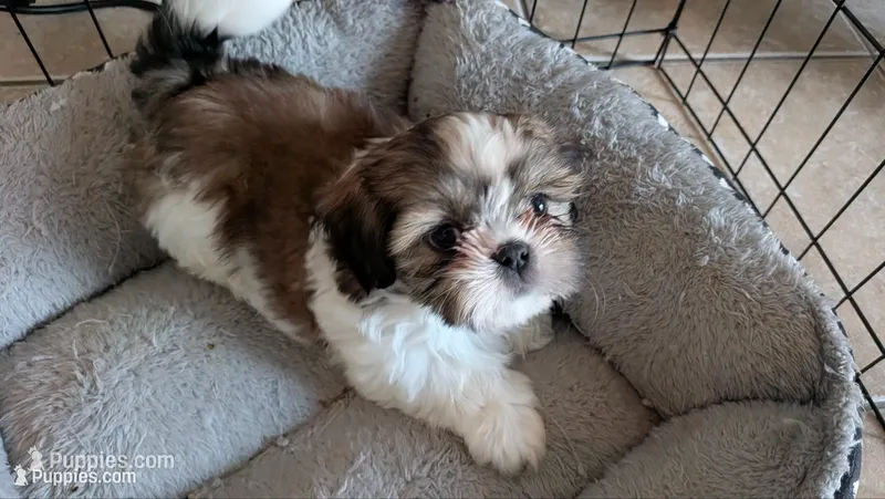 Teddy – Shih Tzu puppy for sale in Colton, CA
