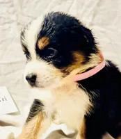 Black Tri #5, a female Australian Shepherd for sale in Colton, CA – 1 of 9