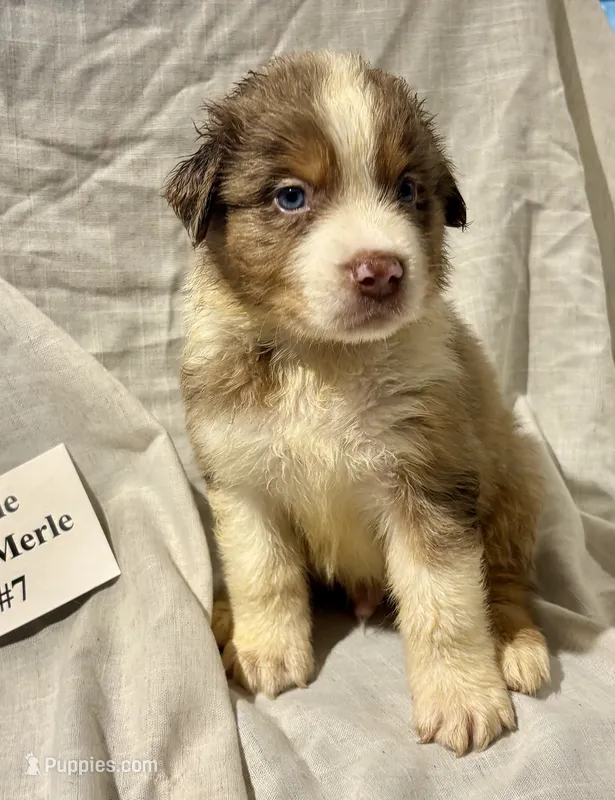 Red Merle #7 – Australian Shepherd puppy for sale in Colton, CA