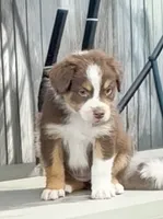 Hanna - Red Tri #2, a female Australian Shepherd for sale in Colton, CA – 3 of 9