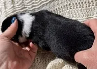 Ember - Black Tri #6, a female Australian Shepherd for sale in Colton, CA – 8 of 9