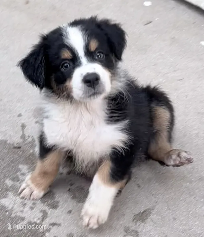 Flower - Black Tri #5 – Australian Shepherd puppy for sale in Colton, CA