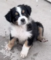 Flower - Black Tri #5, a female Australian Shepherd for sale in Colton, CA – 1 of 10