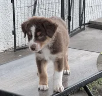 Hanna , a female Australian Shepherd for sale in Colton, CA – 3 of 10