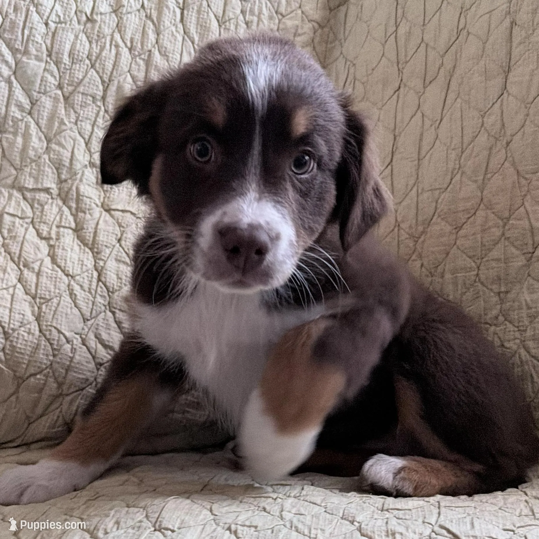 Red Tri – Australian Shepherd puppy for sale in Colton, CA