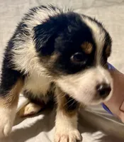 Chip - Black Tri #4, a male Australian Shepherd for sale in Colton, CA – 3 of 10
