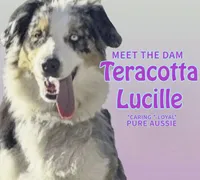 Black Tri #5, a female Australian Shepherd for sale in Colton, CA – 4 of 9