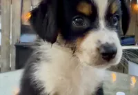 Flower - Black Tri #5, a female Australian Shepherd for sale in Colton, CA – 3 of 10