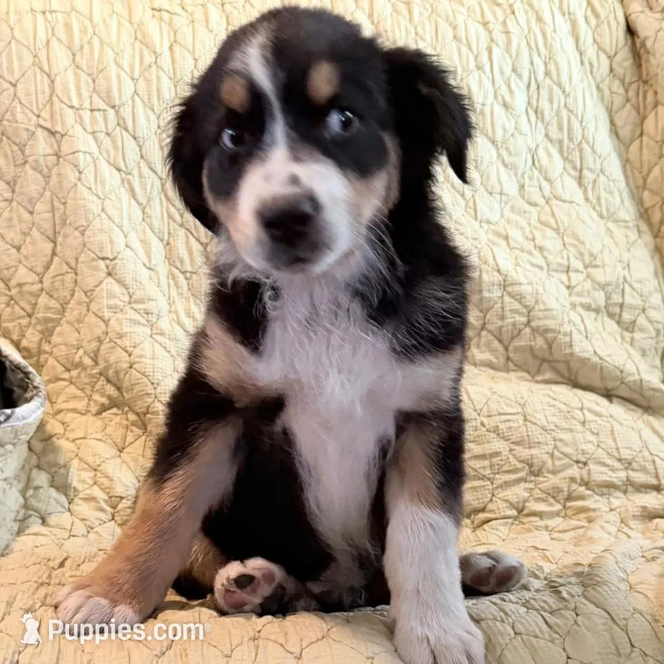 Black Tri, a male Australian Shepherd for sale in Colton, CA – Photo 3 of 3