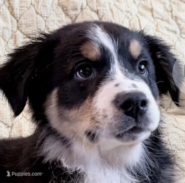 Black Tri – Australian Shepherd puppy for sale in Colton, CA