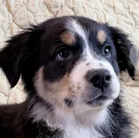 Sir - Black Tri, a male Australian Shepherd for sale in Colton, CA – Photo 3 of 5