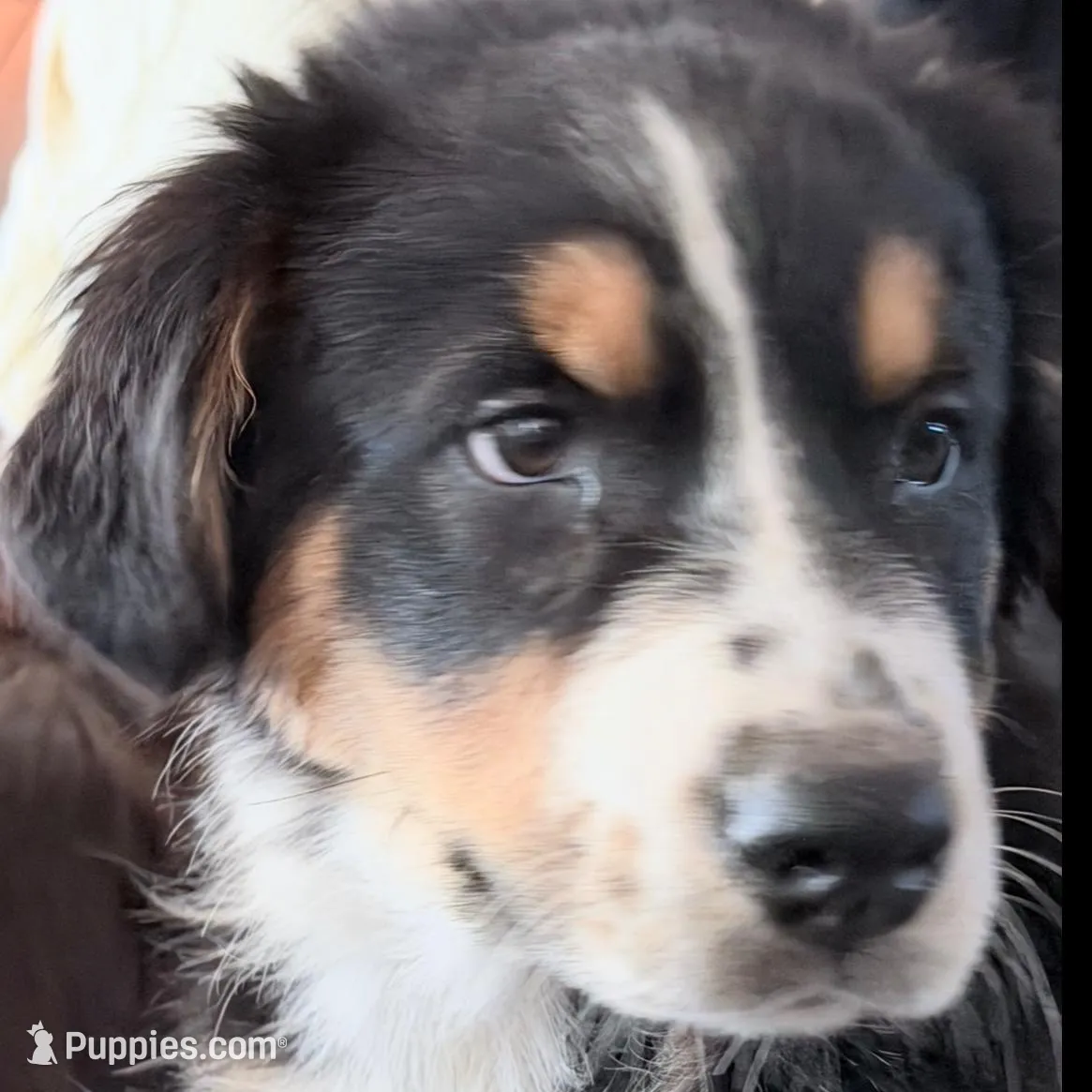Sir - Black Tri – Australian Shepherd puppy for sale in Colton, CA