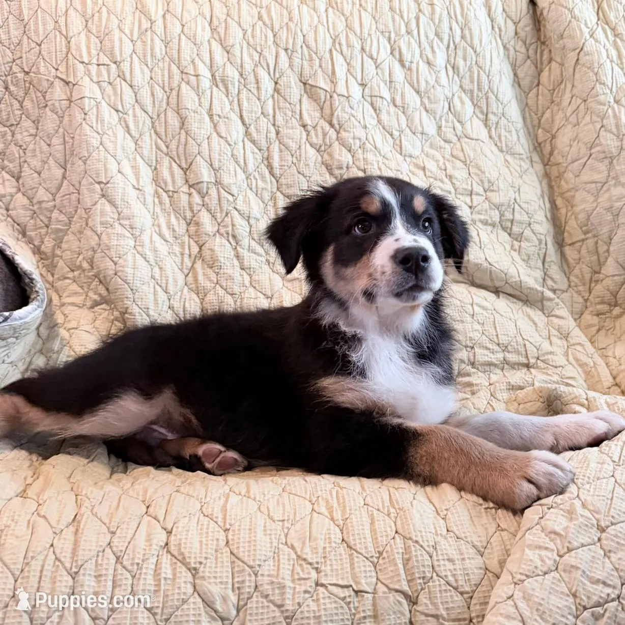 Black Tri, a male Australian Shepherd for sale in Colton, CA – Photo 2 of 3