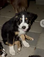 Easter Special Sir - Black Tri, a male Australian Shepherd for sale in Colton, CA – Photo 3 of 7