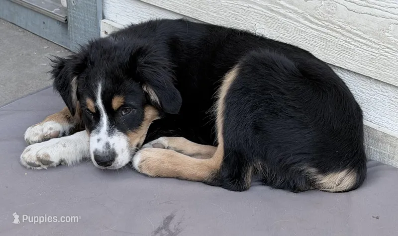 Sir - Black Tri – Australian Shepherd puppy for sale in Colton, CA