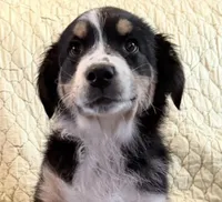 Black Tri, a male Australian Shepherd for sale in Colton, CA – Photo 1 of 3