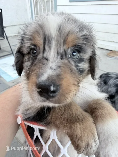 Blue Merle #1 – Australian Shepherd puppy for sale in Colton, CA