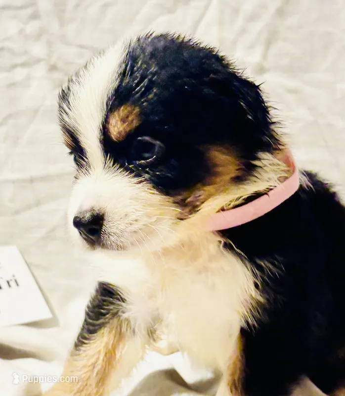 Black Tri #5 – Australian Shepherd puppy for sale in Colton, CA
