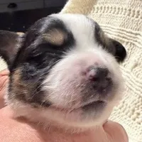 Black Tri #5, a female Australian Shepherd for sale in Colton, CA – 2 of 9