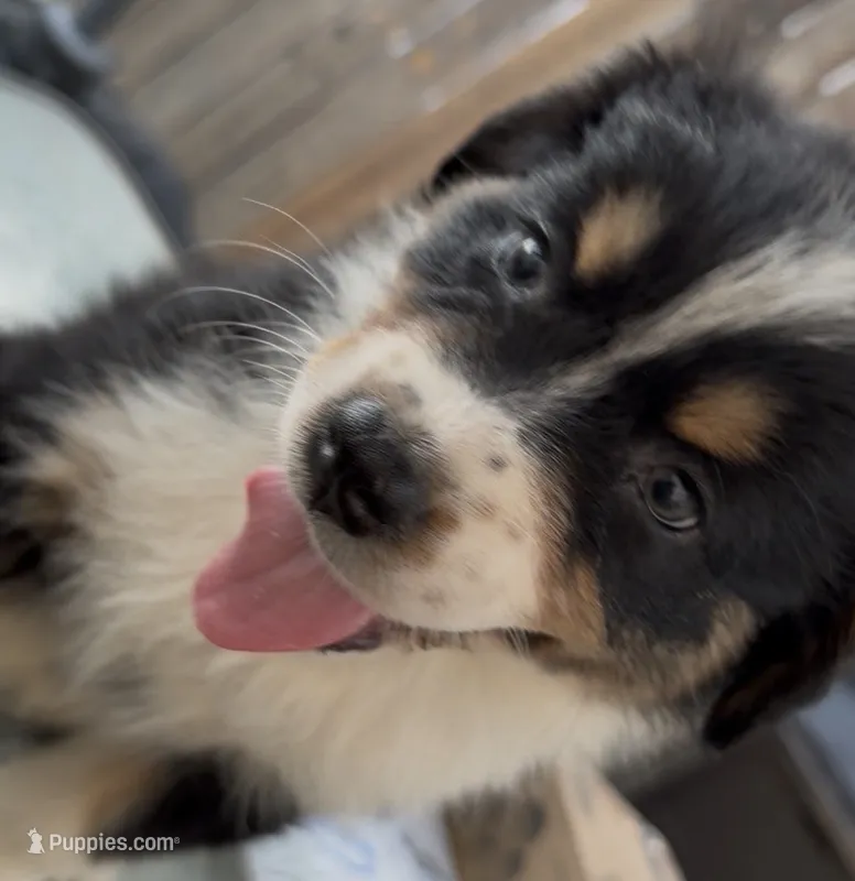 Aspen - Black Tri #10 – Australian Shepherd puppy for sale in Colton, CA