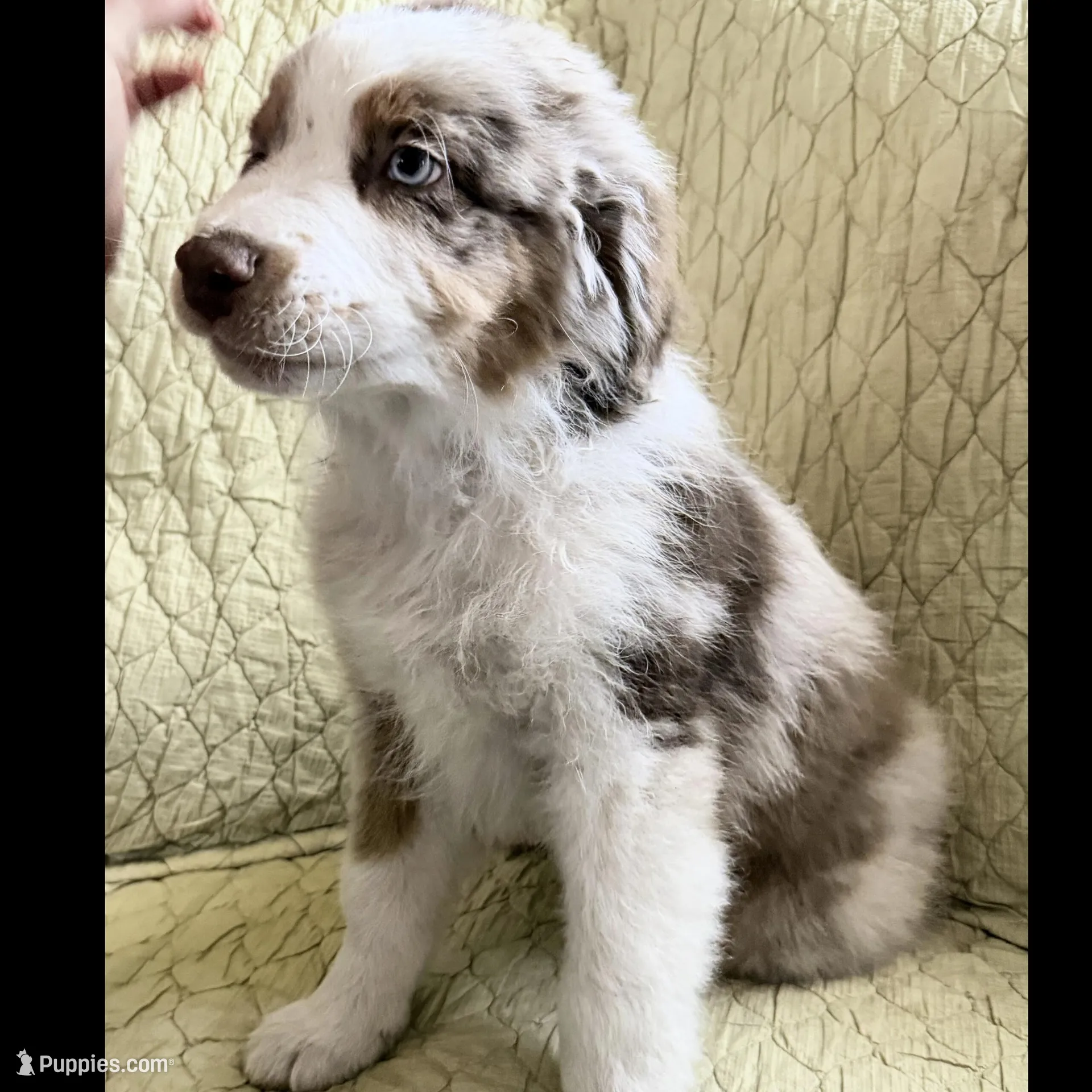 Red Merle , a male Australian Shepherd for sale in Colton, CA – Photo 4 of 4