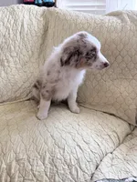 Red Merle , a male Australian Shepherd for sale in Colton, CA – Photo 2 of 4