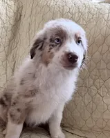 Red Merle , a male Australian Shepherd for sale in Colton, CA – Photo 3 of 4