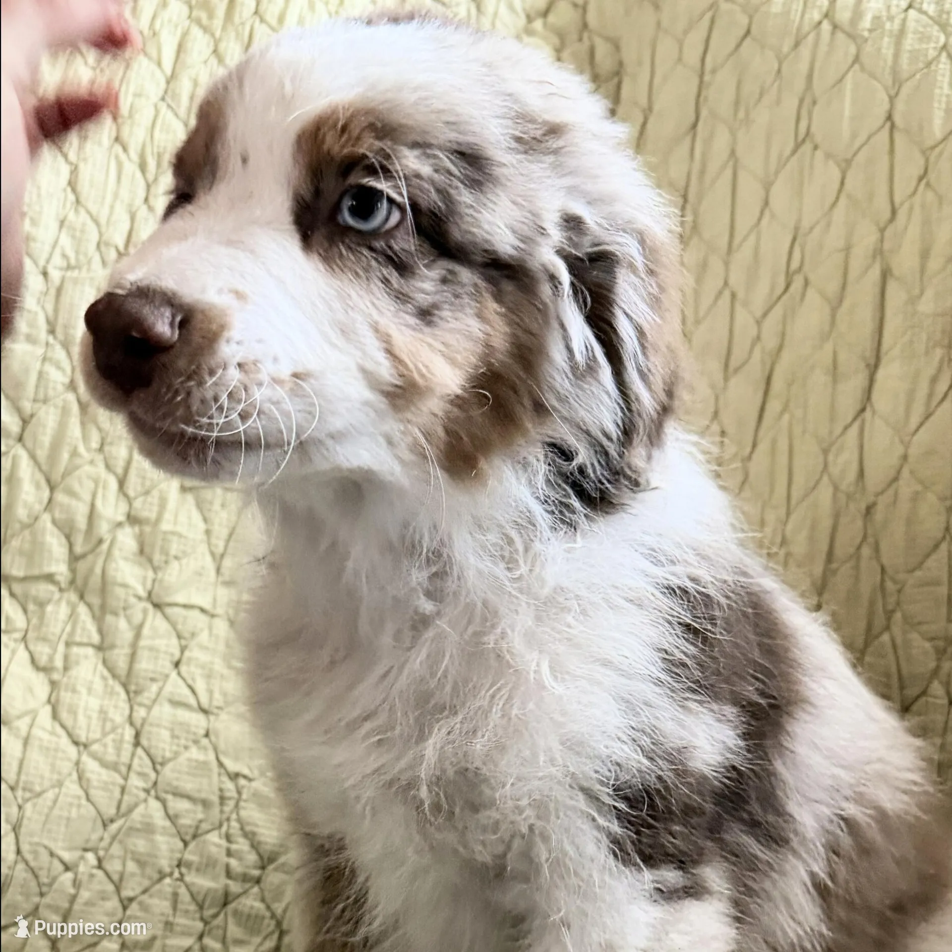 Red Merle  – Australian Shepherd puppy for sale in Colton, CA