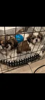 Teddy, a male Shih Tzu for sale in Colton, CA – 3 of 5