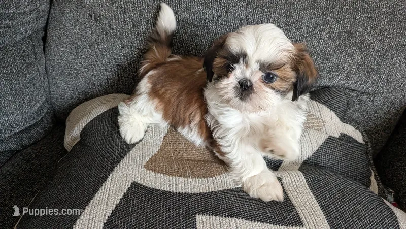 Daisy – Shih Tzu puppy for sale in Colton, CA