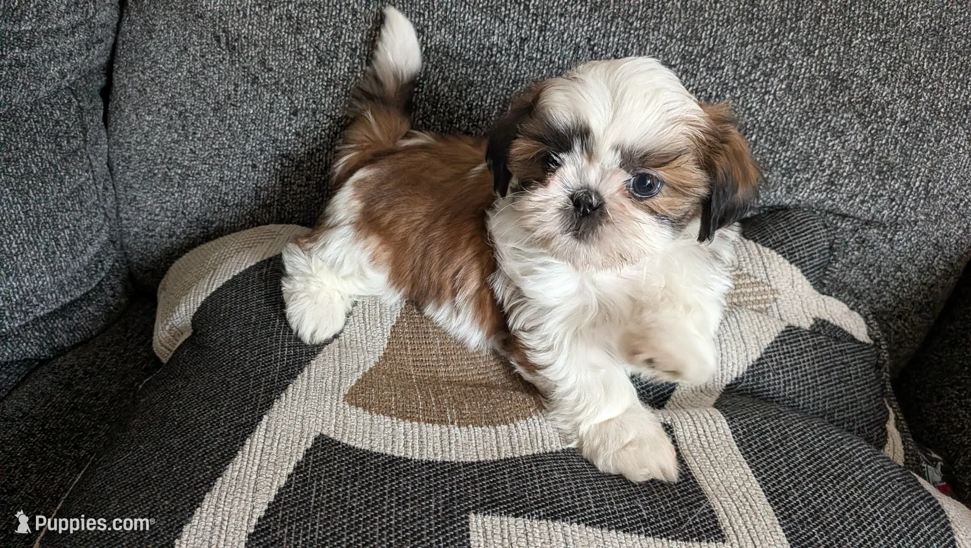 Daisy, a female Shih Tzu for sale in Colton, CA – 1 of 4