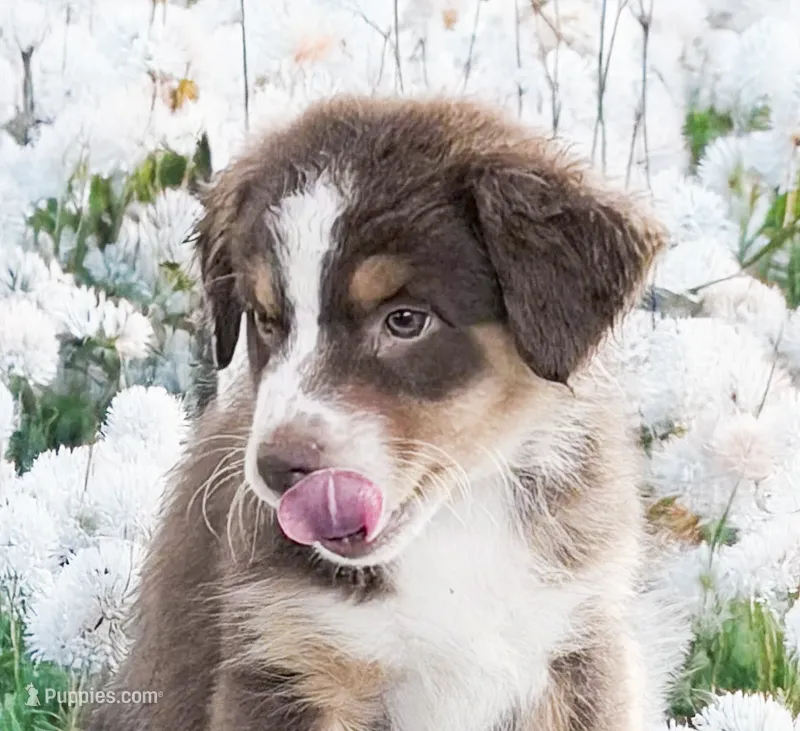 Special Labor Day Price Hanna  – Australian Shepherd puppy for sale in Colton, CA